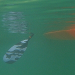 Undervannsbilde fra Lofoten